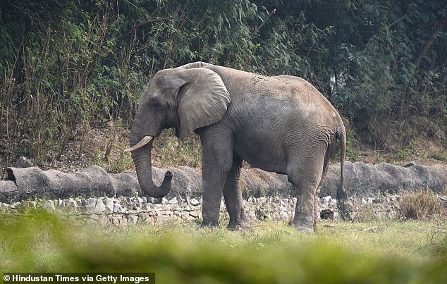 El elefante más solitario del mundo muere después de que tuvo que soportar de forma aislada en el zoológico indio después de la muerte de su amigo durante 13 años