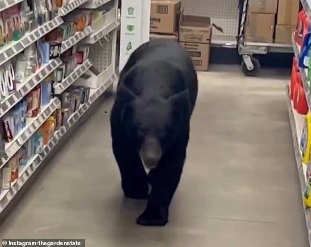 Bären ataca a una mujer de 90 años durante la juerga de asesinatos a través de la tienda General Dollar