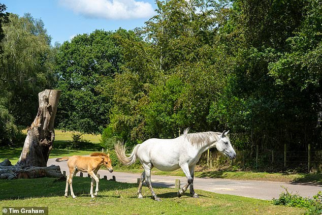 Las actividades saludables del paisaje que podrían aterrizar con una multa de £ 1,000, desde acariciar ponis hasta pesca nocturna