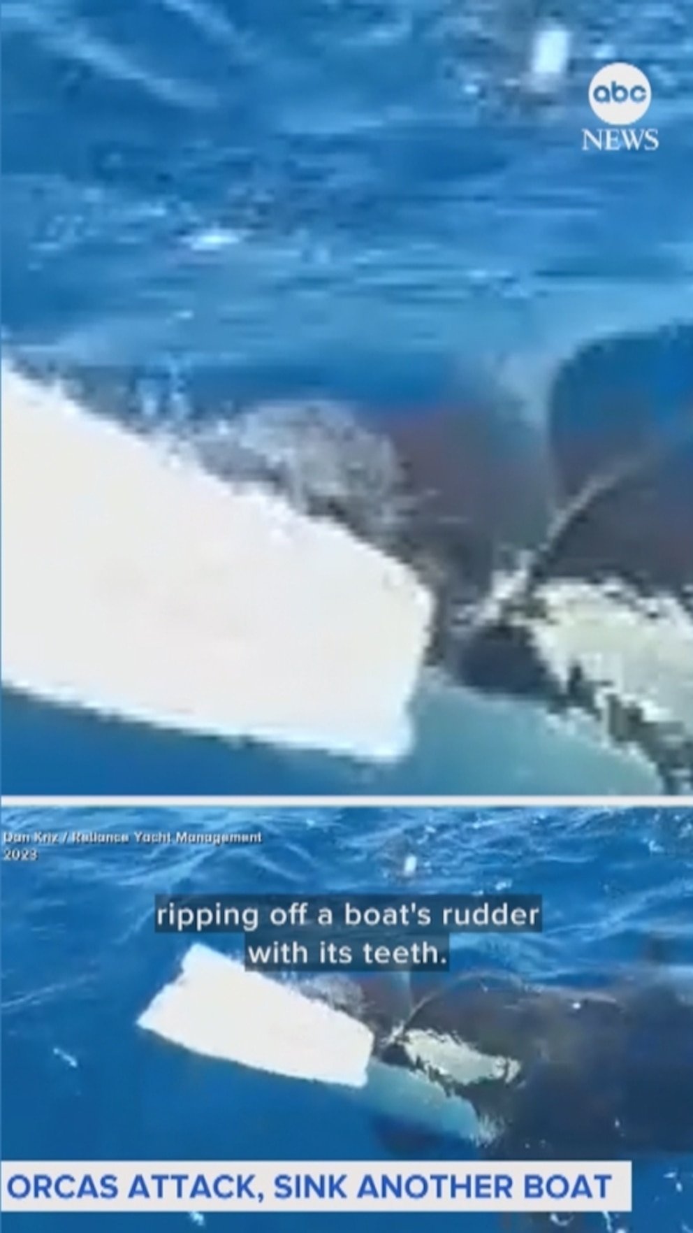 Wache: Orcas interviene y hunde otro bote frente a la costa de Portugal