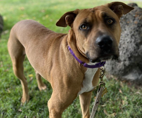 Un día en la vida de un arquero de animales en el área de la bahía: las noticias de Mercury
