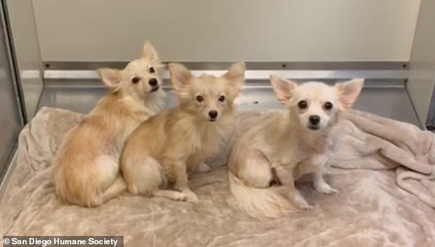 102721801-15164015-11_adorable_dogs_including_pomeranians_and_chihuahas_were_discov-m-1_175968051186.jpeg