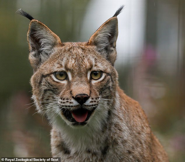103390731-15236045-The_three_lynx_has_settled_in_really_well_at_Highland_Wildlife_P-a-1_176168728900.jpeg