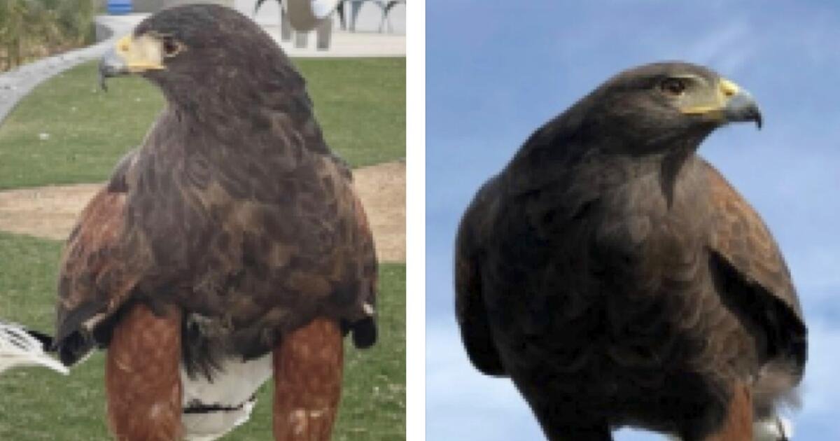 Se encuentra uno de los dos halcones que fueron robados del estadio Sofi durante el juego de los Rams