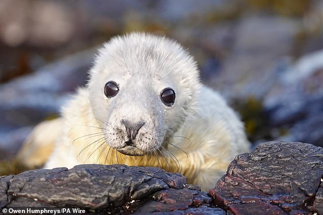 ¡Es temporada de cachorros! Mira lindas crías de foca disfrutando de la arena con sus madres
