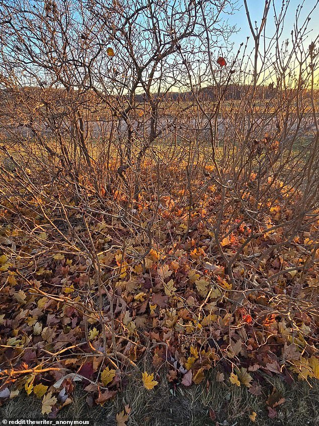 El gato descarado se funde con las hojas de otoño: ¿puedes reconocer a este amigo felino en menos de 30 segundos?