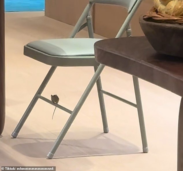 Una tienda de comestibles de lujo dirigida por un heredero multimillonario está “plagada de RATAS”, pero el propietario se defiende de las críticas