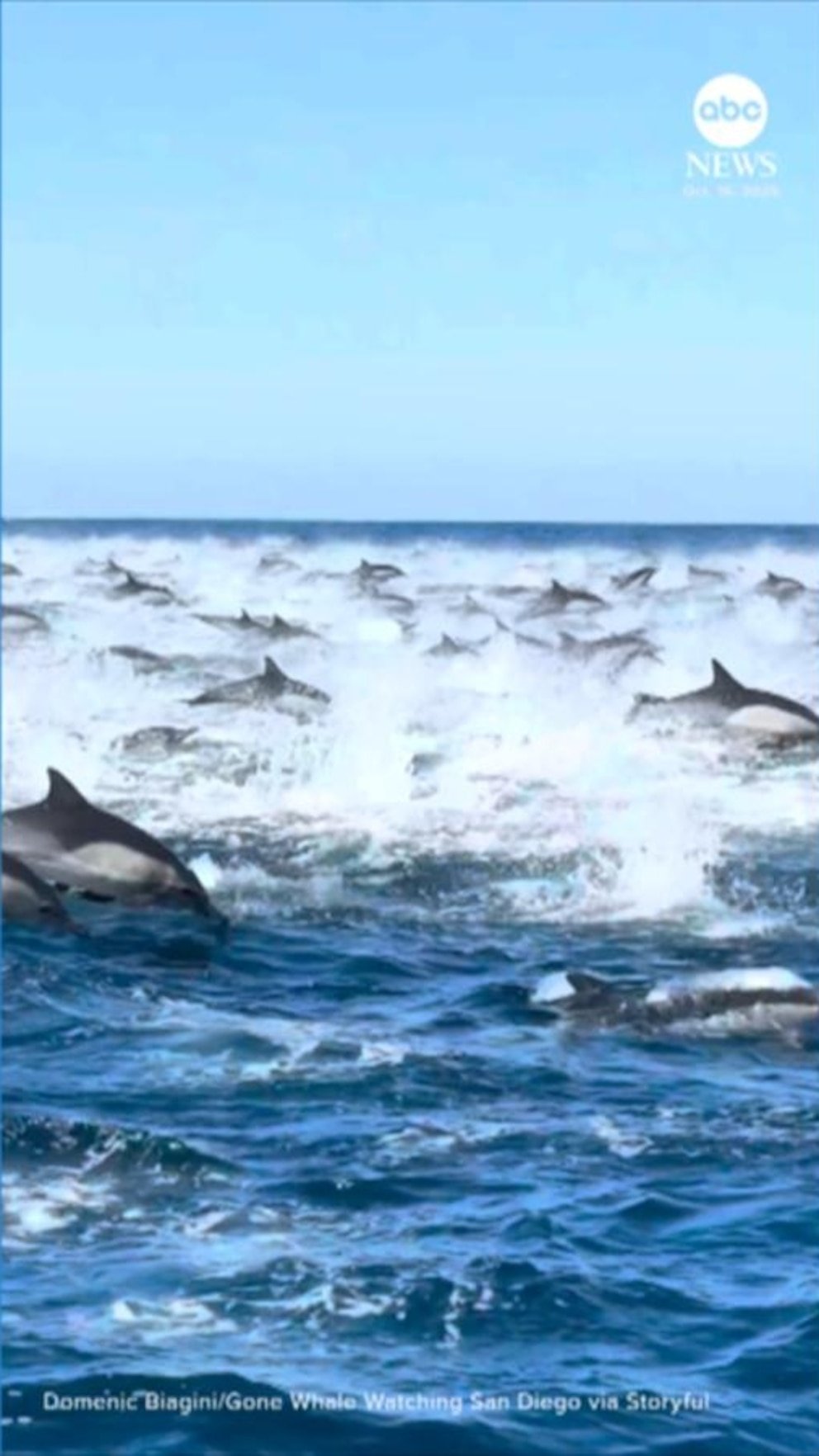 MIRAR: Un enorme grupo de delfines pasa corriendo junto al barco