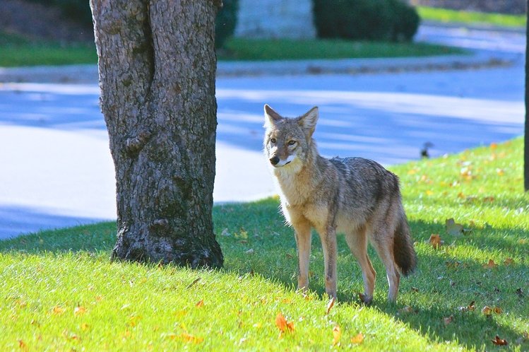 Vivir de forma segura con coyotes en Cupertino – The Mercury News