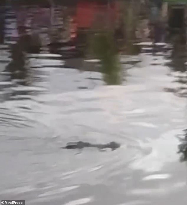 Un cocodrilo arrastra a un niño de diez años hasta la muerte: los aldeanos horrorizados descubren una bestia con un niño en la boca