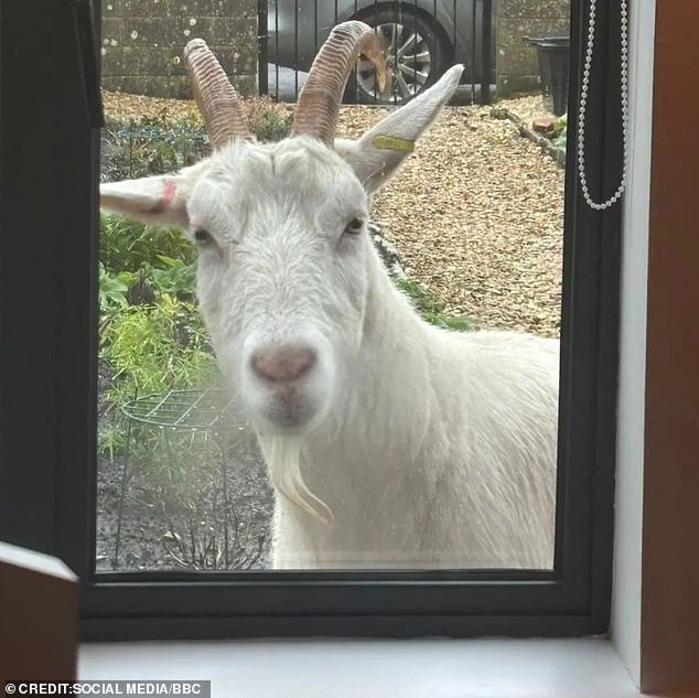 ¡Deja de actuar como una cabra! La policía usa escudos antidisturbios mientras ata a un animal que huye por el pueblo después de comerse una corona navideña.