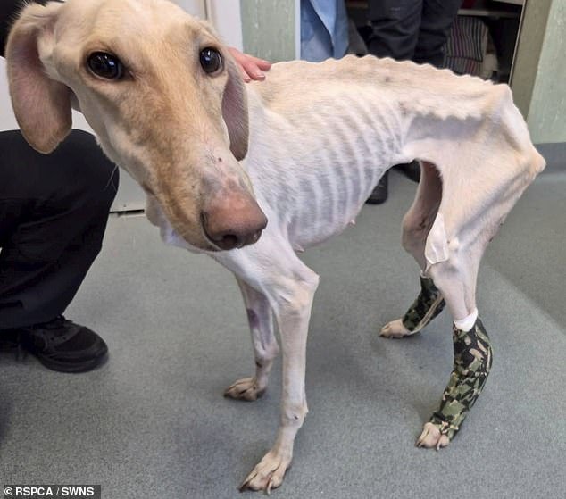 El abandonado Peanut, que era “el perro más delgado de todos los tiempos”, finalmente encuentra un nuevo hogar para Navidad