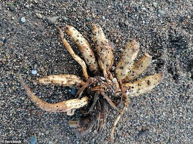 Advertencia urgente después de que una planta mortal apareciera en una playa británica
