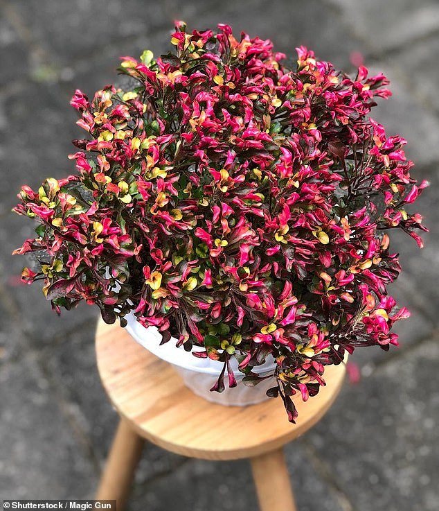 Avance en la artritis a medida que los expertos descubren que los remedios a base de hierbas tienen poderosas propiedades para aliviar el dolor