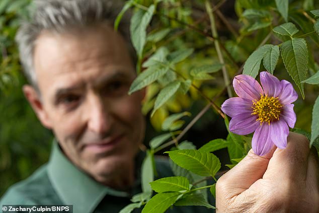 ¡Olvídate de las poinsettias, hay dalias en diciembre! Cuando el clima es inusualmente templado, florecen flores exóticas días antes de Navidad