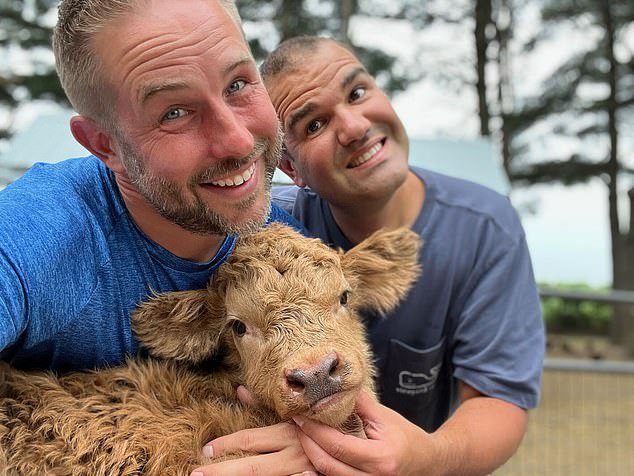 Los cerdos taza de té quedaron fuera y estos “verdaderos animales de peluche” están de moda: los estadounidenses ricos pagan miles de dólares para tener una vaca de las Tierras Altas como mascota