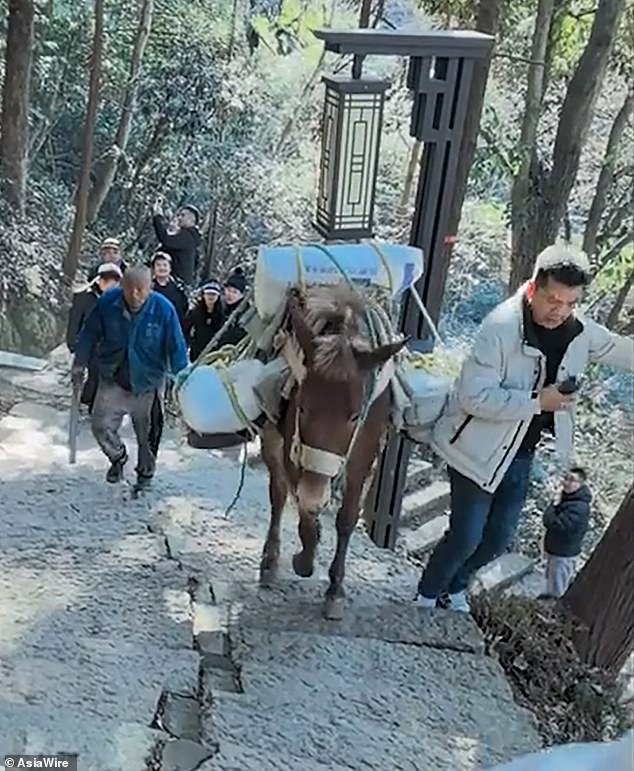 El momento en que un turista que mira su teléfono celular es arrojado montaña abajo por una mula de carga