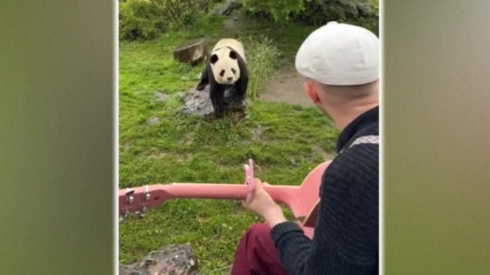 MIRAR: Conoce al músico cuyo público es el reino animal