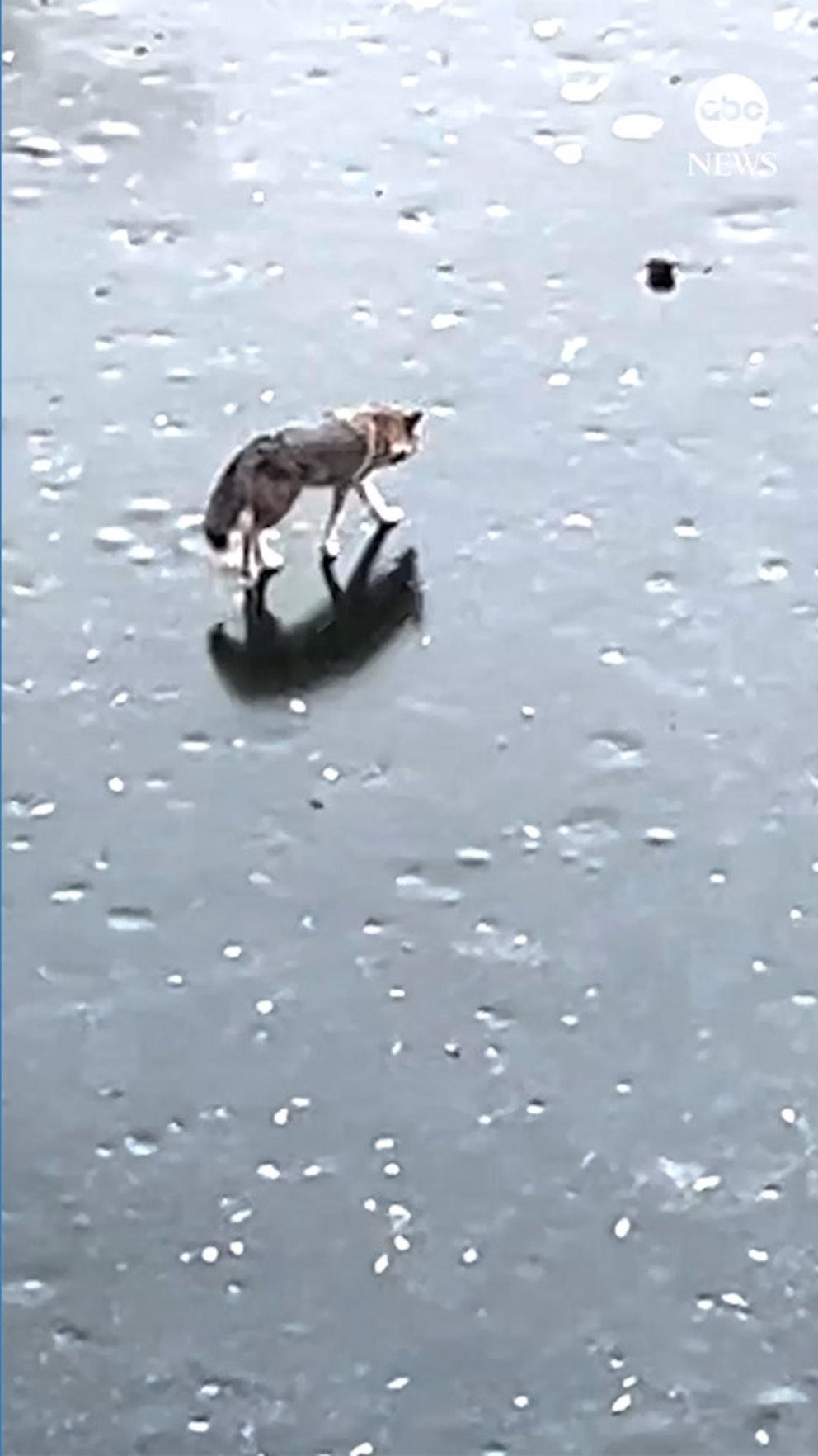 MIRAR: Coyote visto descansando en el Central Park de Nueva York