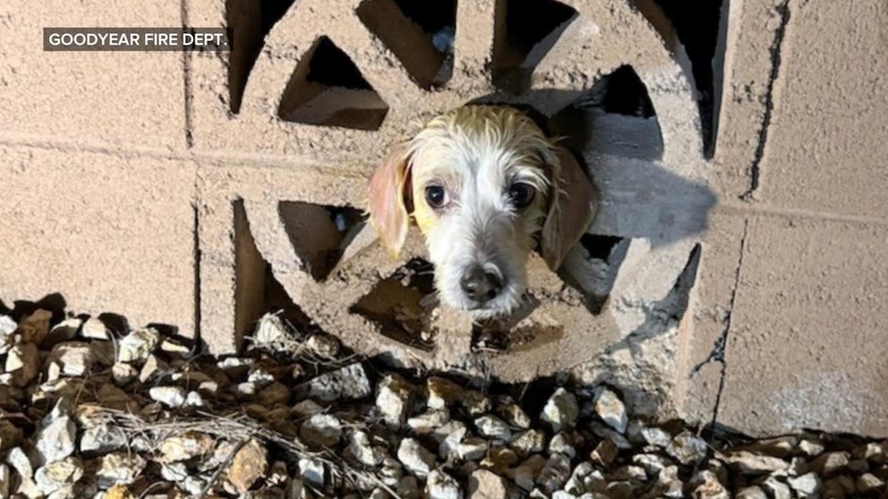 MIRA: El rescate navideño de un perro por parte de los bomberos se vuelve viral