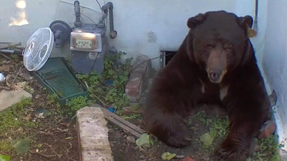 MIRA: ‘Suena como un dragón’: Oso que vive debajo de casa no quiere irse