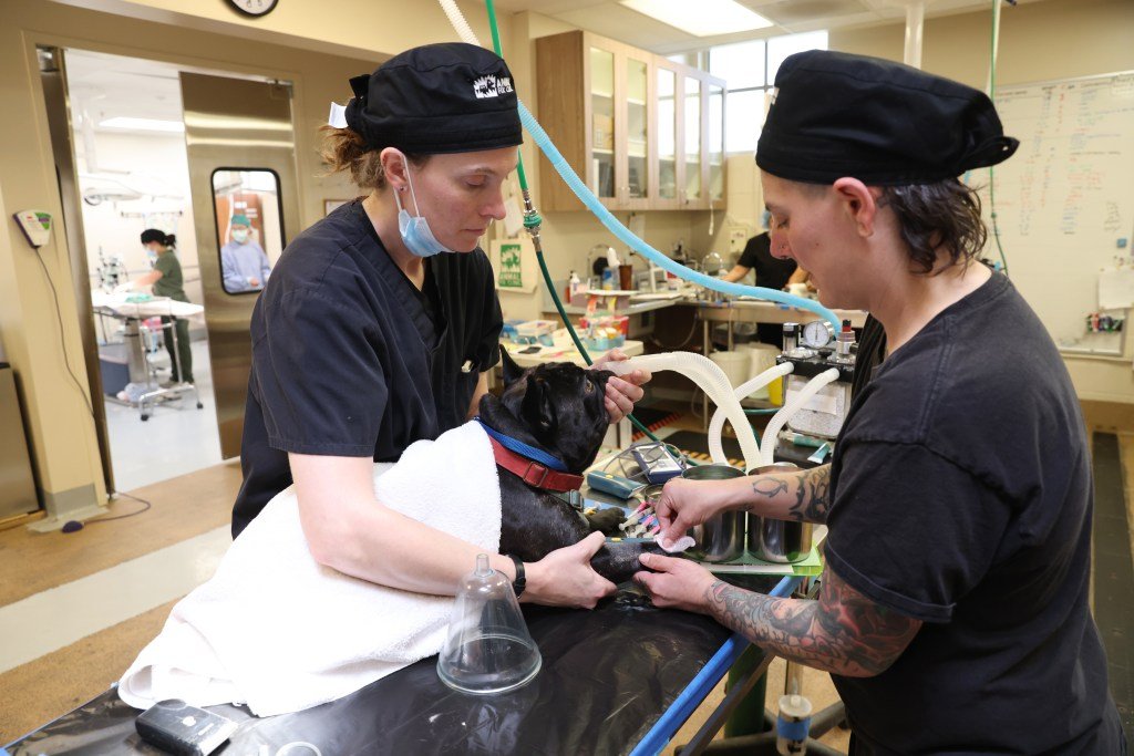 La Clínica Animal Fix crea esperanza para los desesperados