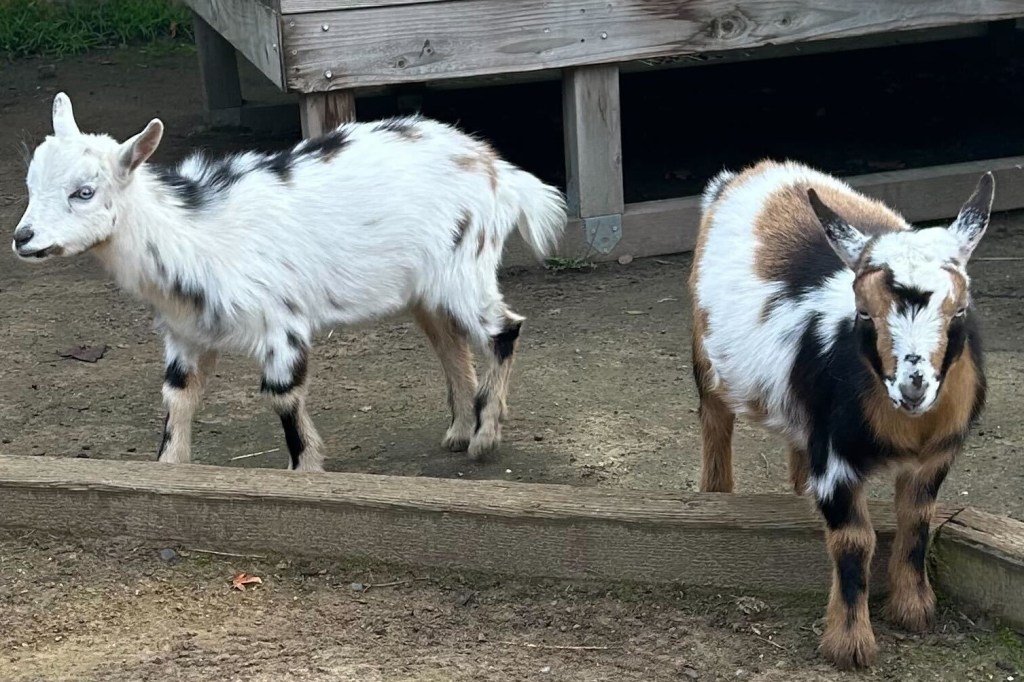 La triste noticia del Zoológico de Oakland; Buenas noticias en el país de los cuentos de hadas para niños.