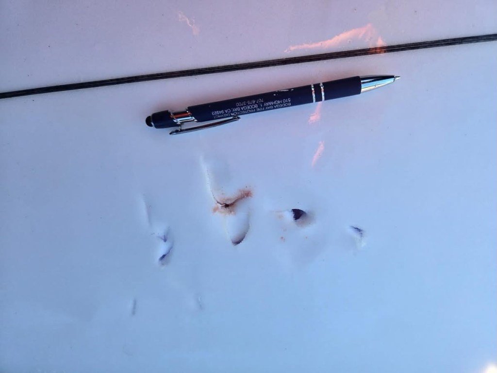 Surfista hospitalizado tras ataque de tiburón en la costa de Sonoma