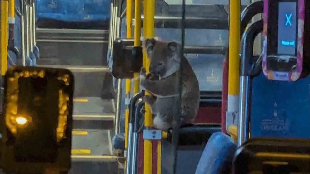 MIRA: Este adorable koala viajó en un autobús público después de ser rescatado de la carretera