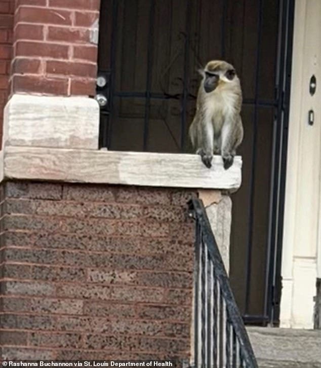 105418255-15453683-Residents_of_St_Louis_were_warned_about_monkeys_loose_on_the_nor-a-1_176816786281.jpeg