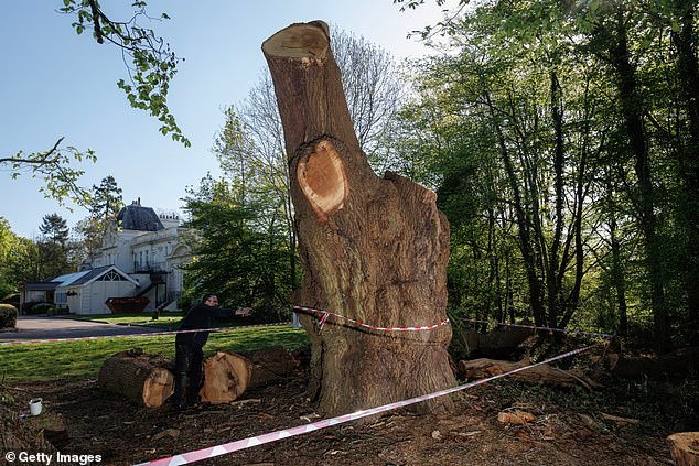 El restaurante Toby Carvery se enfrenta al desalojo después de provocar una gran reacción por la tala de un roble de 500 años amado por la comunidad.