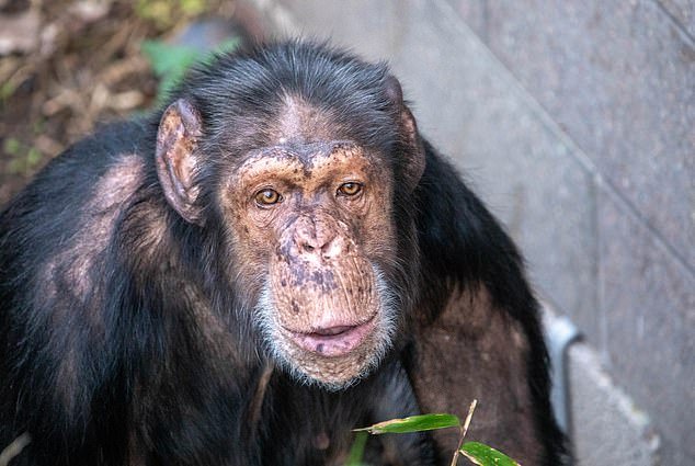 Chimpancé de circo del zoológico alemán comienza una nueva vida en Edimburgo