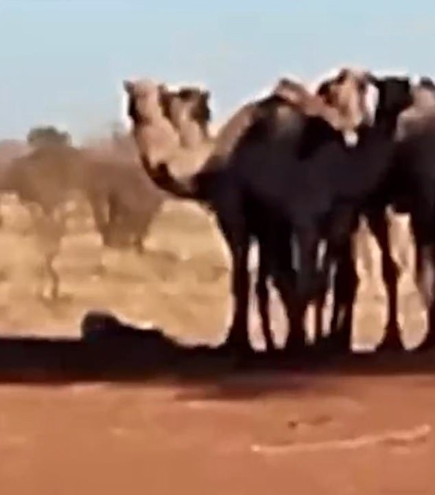 Momento: 1.000 camellos salvajes arrasan la ciudad del interior de Australia en busca de agua