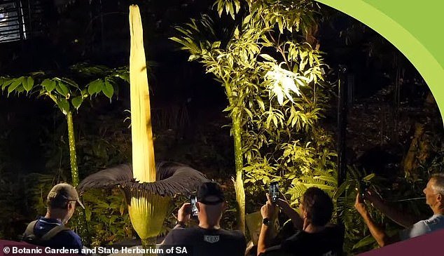 Miles de australianos hacen fila para ver una “flor cadáver” extremadamente rara que huele a carne podrida, mientras finalmente florece después de años en un estado.