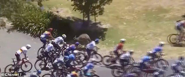 Momento extraño: un ciclista australiano es atropellado por un canguro durante el Tour Down Under antes de ganar la última etapa de la carrera, mientras que otros tres ciclistas se ven obligados a retirarse tras un accidente.