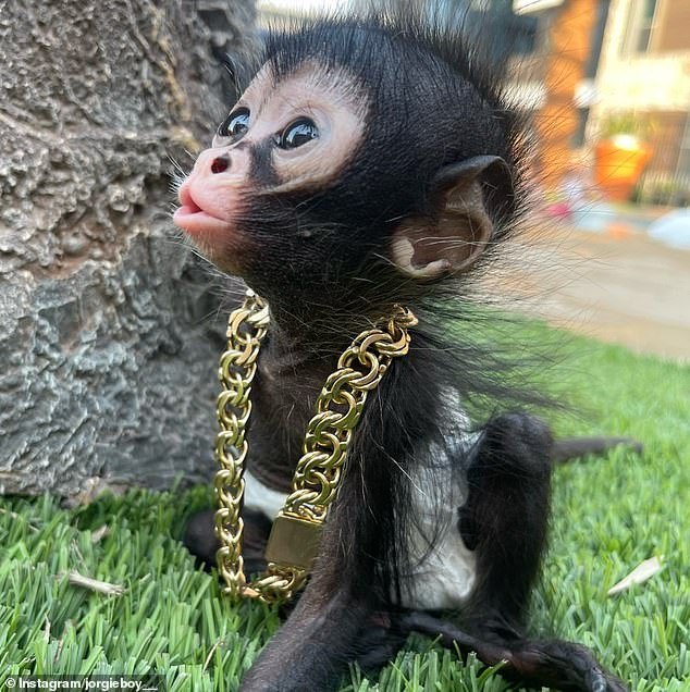 Los monos mantenidos como mascotas podrían ser “confiscados y asesinados” en Inglaterra mientras se avecina una prohibición debido a la tendencia en las redes sociales