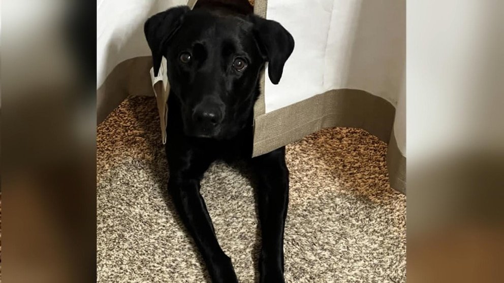 Video: El sargento de la Fuerza Aérea de EE. UU., David Muir, cuenta el momento en que un perro ciego lo reconoció