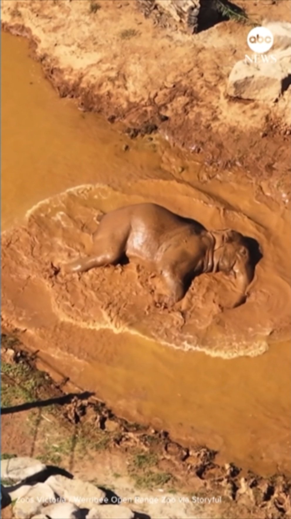 MIRAR: Los elefantes del zoológico reciben un ‘día de spa’