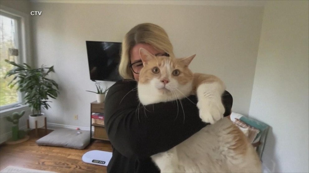 MIRAR: Kitty Fat Camp ayuda a los gatos con sobrepeso a encontrar un hogar