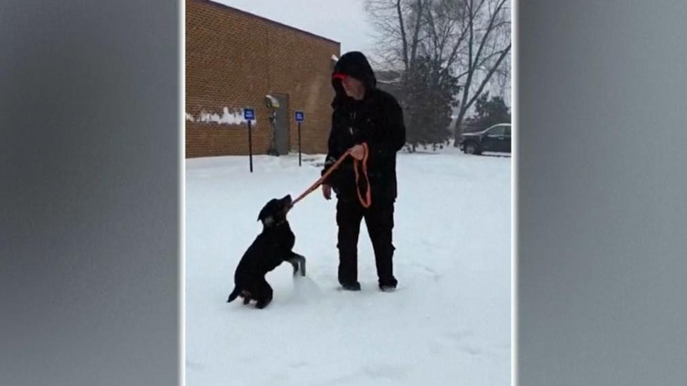 MIRAR: Paseador de perros voluntario nunca pierde un día, incluso en la nieve