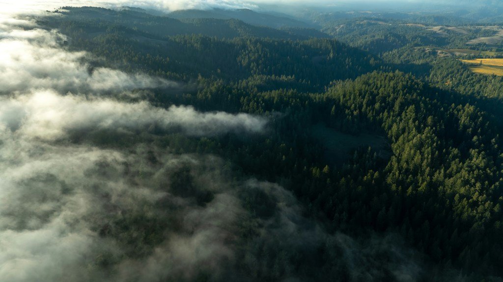 Se ampliará el área de conservación de antiguas secuoyas del Área de la Bahía – The Mercury News