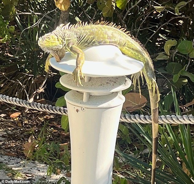 Iguanas congeladas caen de los árboles en Florida mientras una ola de frío se apodera de la zona