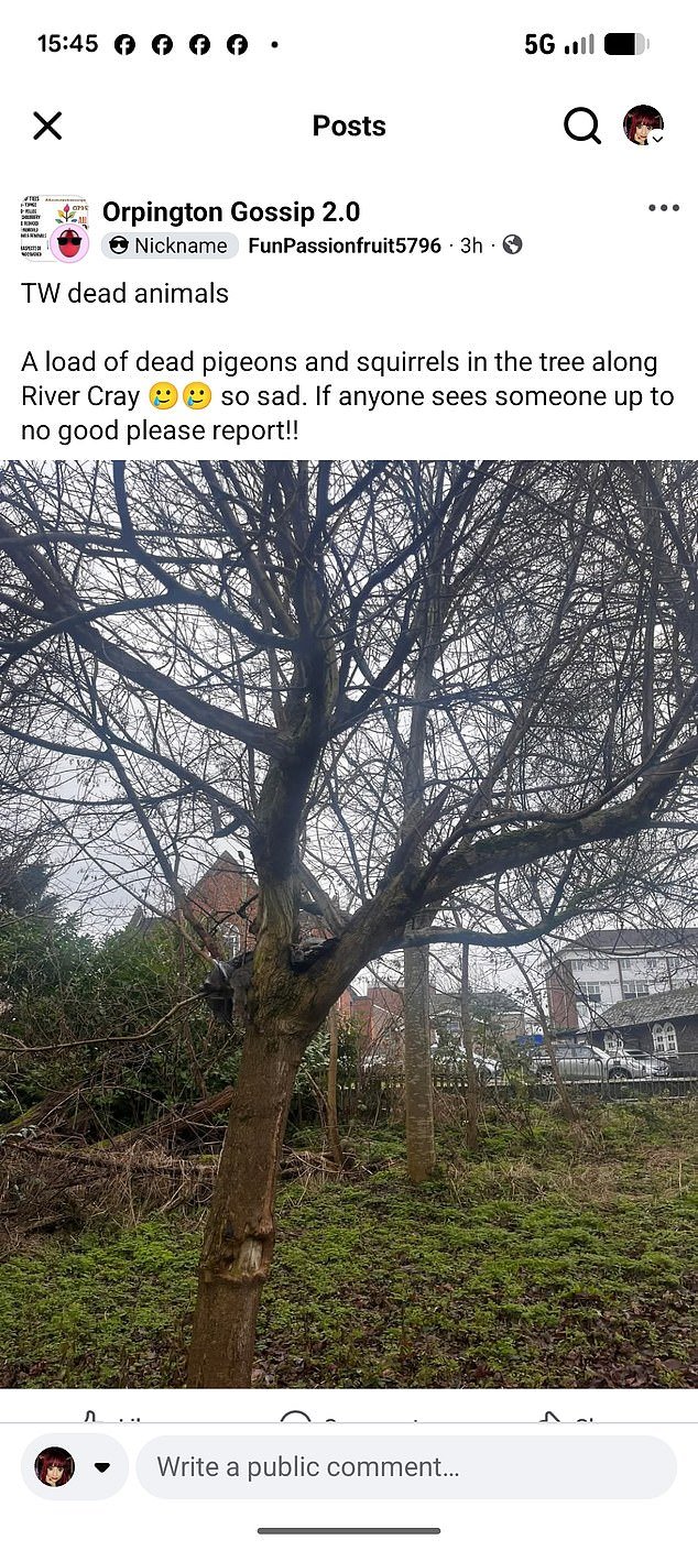 Casi una docena de animales salvajes, incluidas aves incluidas en la lista roja, están siendo torturados con “catapultas” y asesinados en un frondoso distrito de Londres que ha sido golpeado por una serie de ataques similares.