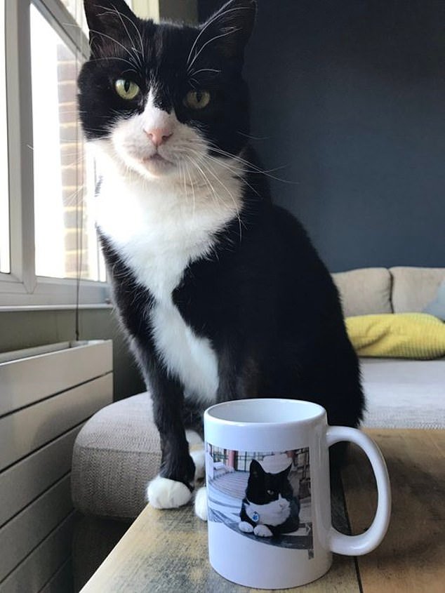 Palmerston, el gato retirado del Ministerio de Asuntos Exteriores, muere en las Bermudas mientras el Ratonero número 10, Larry, rinde su emotivo homenaje