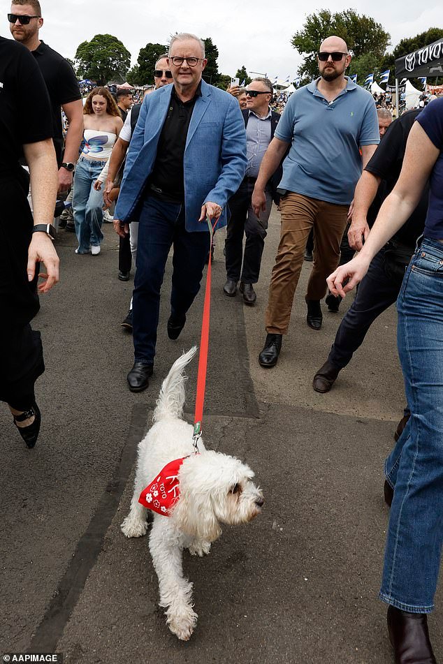 Anthony Albanese llega con su perro para celebrar la reapertura del emblemático estadio de la liga de rugby de Sydney tras una renovación de 20 millones de dólares.