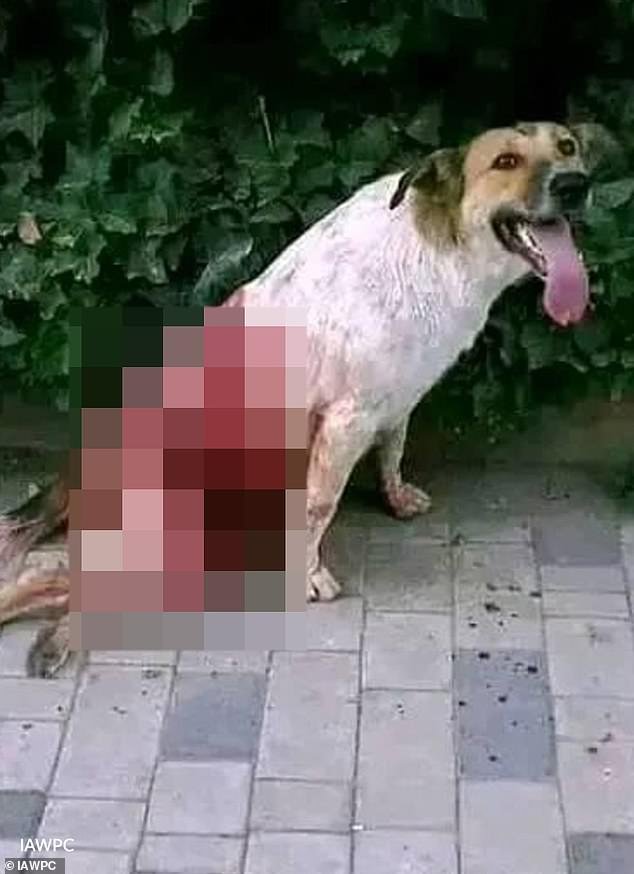 Indignación por la “masacración” de tres MILLONES de perros por parte de un pelotón de fusilamiento antes del Mundial