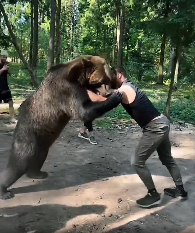 El oponente del regreso del boxeo de Tyson Fury, de 6 pies y 6 pulgadas, es filmado en imágenes extrañas luchando contra un OSO de 400 kg en el bosque.