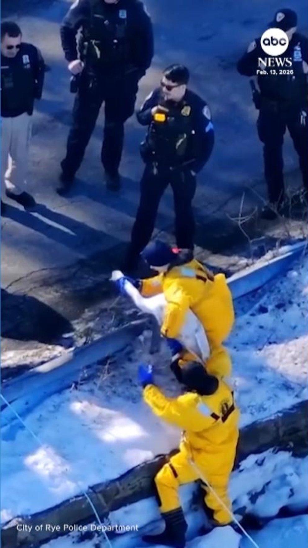 MIRAR: Equipo de rescate rescata a un cisne atrapado en un estanque congelado