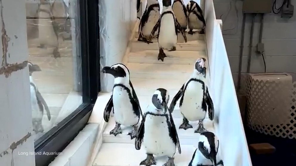 MIRAR: David Muir explica por qué el frío brutal trajo aquí pingüinos en peligro de extinción desde la naturaleza