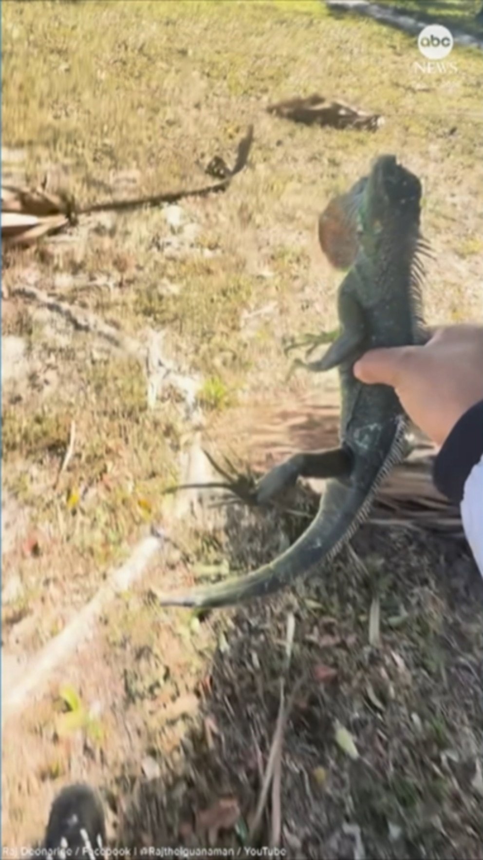 MIRAR: Floridanos recolectan iguanas aturdidas por el frío durante el clima invernal